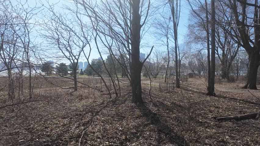Trees and foliage in a Chicago park in winter on a sunny day with no snow.
