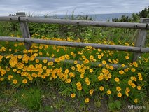 Aesthetic yellow flower field in spring - Powered by Shutterstock - Get 15% off with code: PIKWIZARD15
