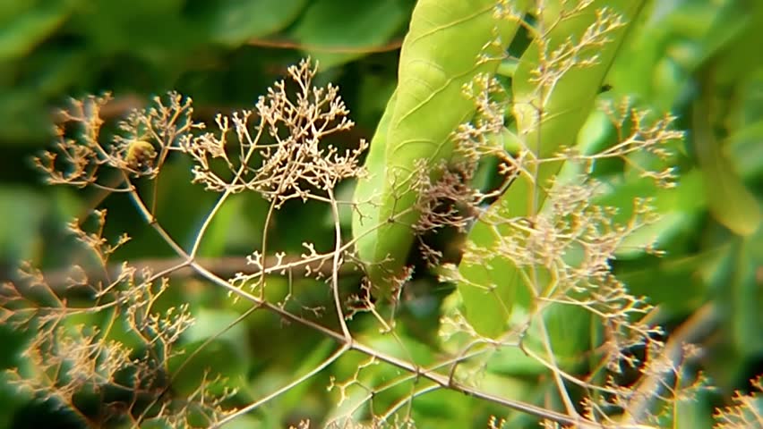 Close up of small brown wild flowers or seeds on green plant branch in the garden.