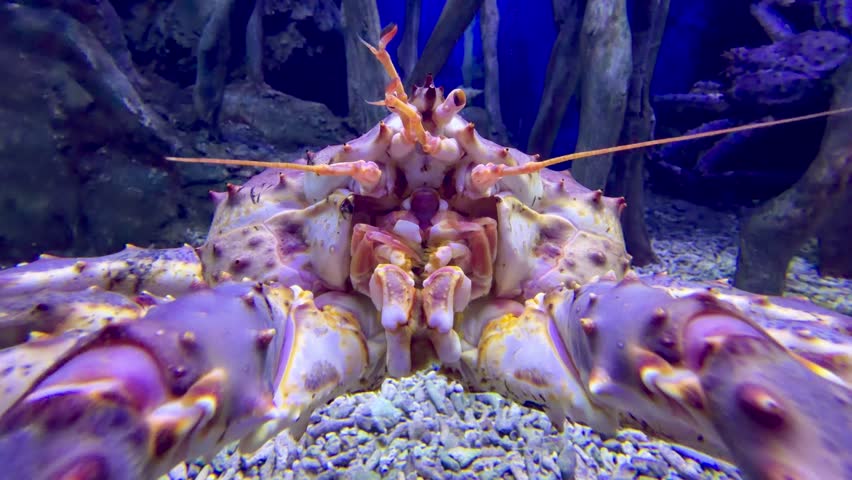 Close-up of a large, colorful king crab. It rests on gravel near dark tree roots. Blue water and lighting illuminate the scene. Its claws and long antennae are clearly visible. The crab appears calm