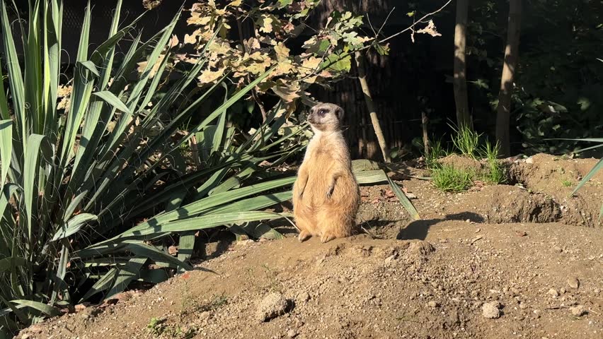 A curious meerkat stands upright, surveying its surroundings at Zagreb zoo. Autumn foliage provides a colorful backdrop as the animal enjoys the crisp weather and vibrant scenery.
