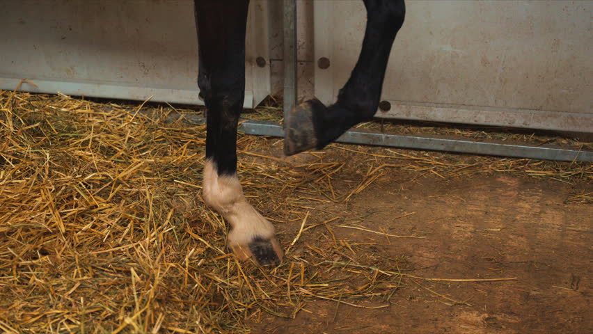 Close-up of horse leg pawing ground inside stable pen, restless animal behavior and farm life concept, 4K selective focus