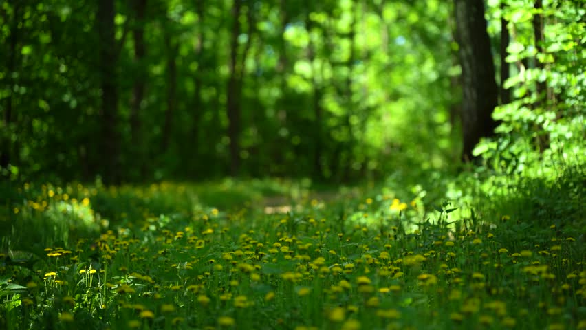 Dandelions in forest meadow during summer