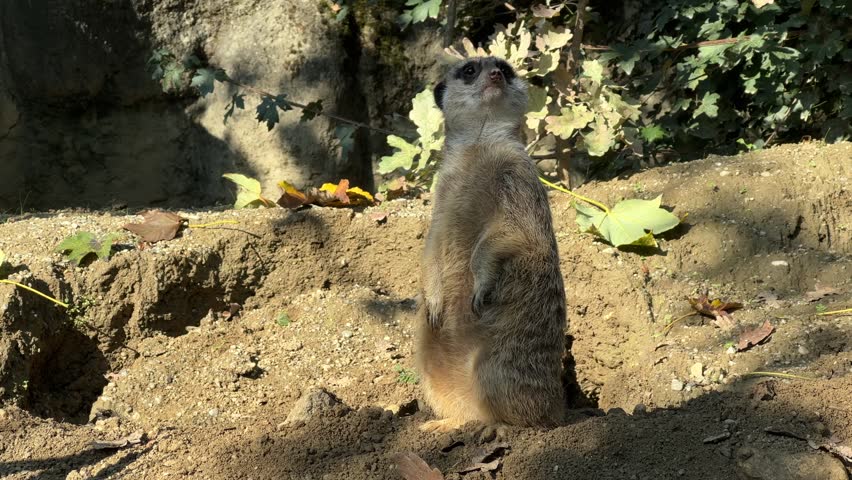 A meerkat stands alert, surveying its environment in Zagreb zoo. The autumn setting enhances the beauty of the zoo, with colorful leaves scattered around the ground.