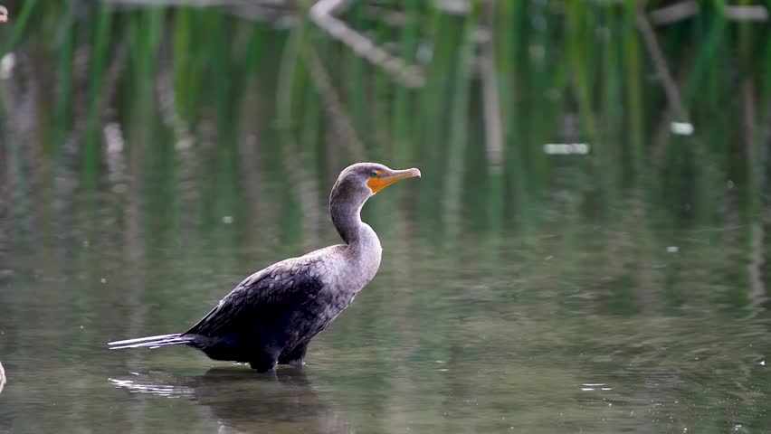 Close-up footage of a young double-crested cormorant resting in a lake, showcasing calm bird behavior and detailed feather texture in crisp 4K resolution.