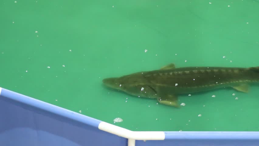 Sturgeon fish swimming in the pool.