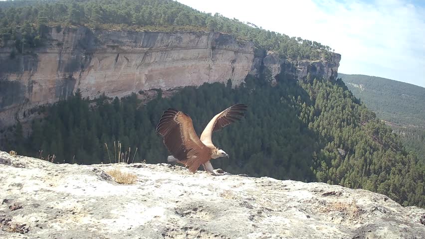 Griffon vulture (Gyps fulvus) photographed in Spain