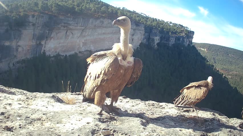 Griffon vulture (Gyps fulvus) photographed in Spain