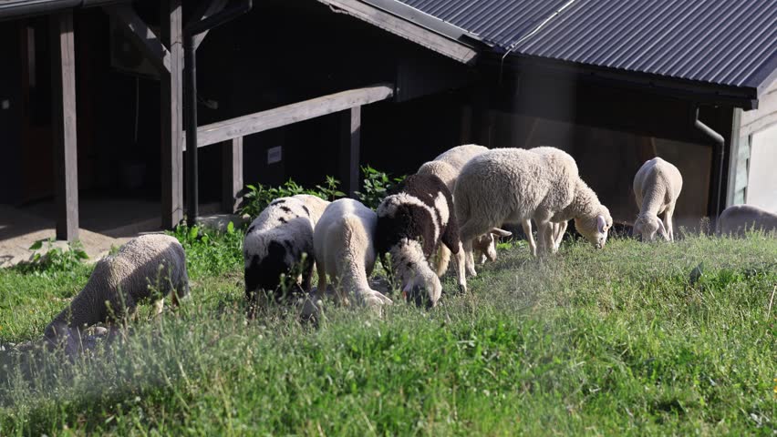 Sheep grazing on farm pasture with rural buildings in background. Livestock agriculture countryside scene.