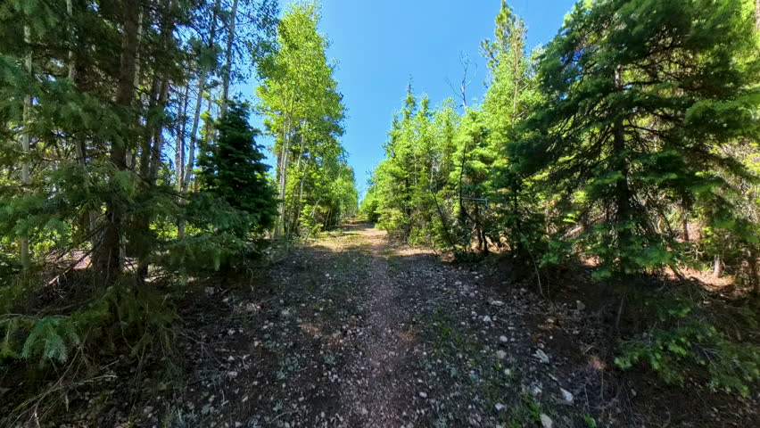 Hiking through Sunny and Shady Arizona Trail Forest on the north rim of the Grand Canyon