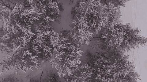 Aerial Drone Descent Over Snowy Forest Edge