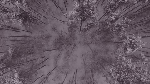 Aerial Drone Descending Over Snowy Forest in Snowfall