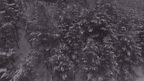 Drone Ascending from Snowy Forest Edge in Snowfall