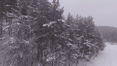 Vertical Drone Ascent Along Snowy Forest Edge in Snowfall
