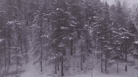 Aerial Drone Flight Along Snowy Forest Edge