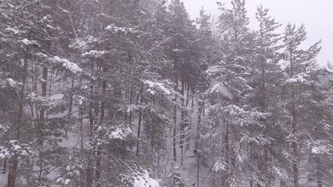 Drone Ascending Over Snowy Pine Forest in Winter