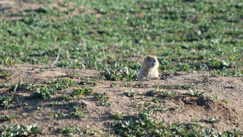 Black-tailed Prairie Dog at Burrow Entrance on Teller Farm South Trail in Boulder Colorado 4K