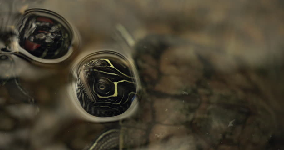 this is a shot of a closeup of a western painted turtle poking its head out of the water.