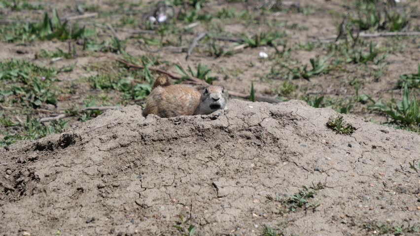 Black-tailed Prairie Dog Resting on Dirt Mound at Stearns Lake Trail in Broomfield Colorado in Late Spring 4K