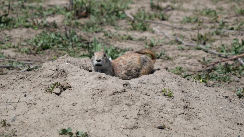 Black-tailed Prairie Dog Calling from Burrow at Stearns Lake Trail in Broomfield Colorado 4K