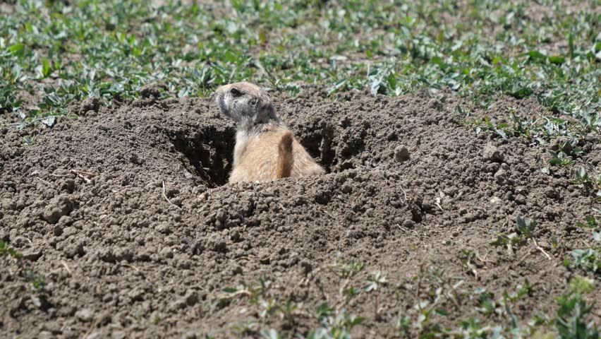 Black-tailed Prairie Dog Standing Alert at Burrow Entrance in Broomfield Colorado 4K