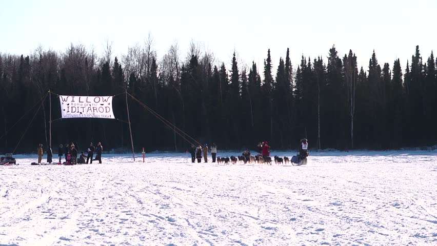 Iditarod sled dog teams heading out on the trail
