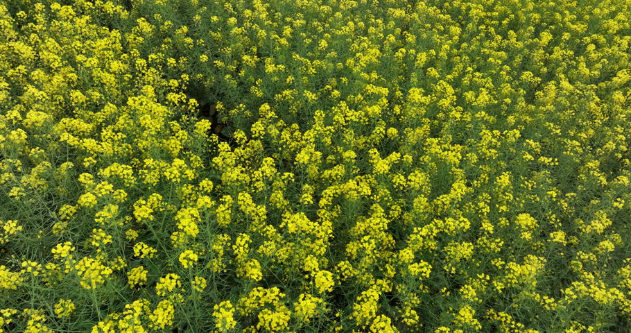 Aeria view of cole flower filed in China