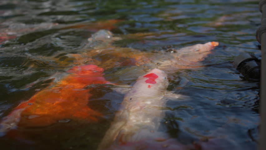 Koi fish swim in the water and gather around to eat food. The sun shines in pond as they move together, creating ripples in water.