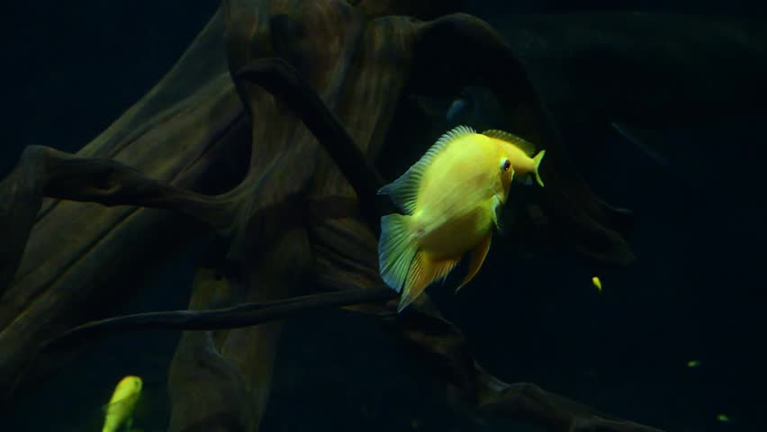 Close-up of a yellow discus fish.