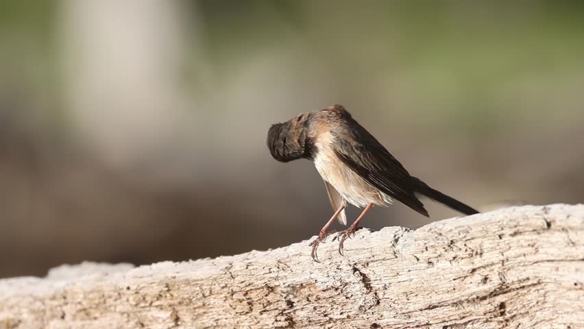 A dark-eyed junco (Junco hyemalis) preens on a weathered log in Lassen County, California. Slow motion footage of Oregon subspecies preening behavior.