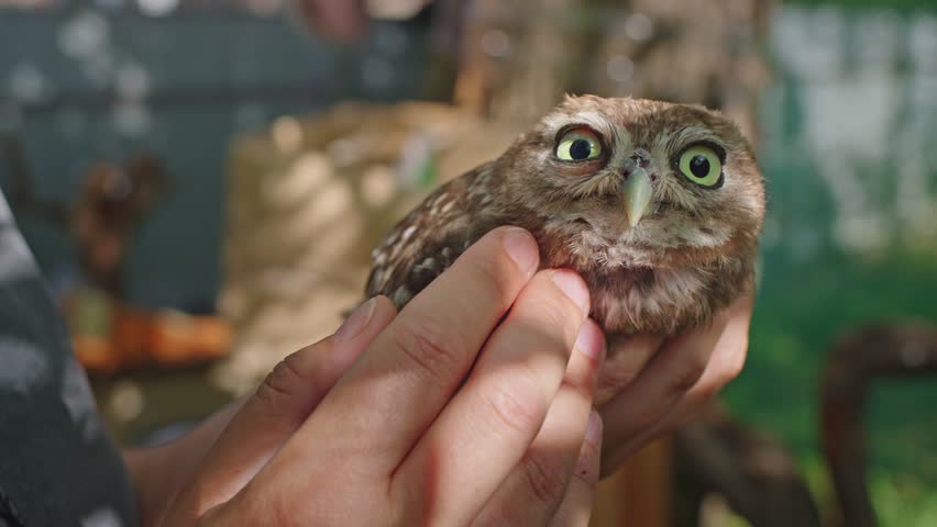 Small owl held carefully, blinking eyes, soft feathers, animal interaction.
