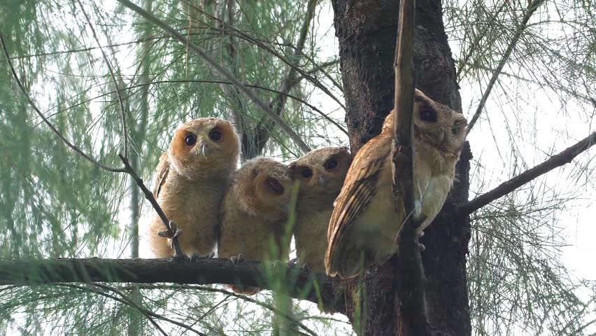 Collared Scops-Owl family with three owlets perched on a pine tree branch in a forest during the day. Otus lettia group looking at camera. Medium shot of wild birds in natural habitat.
