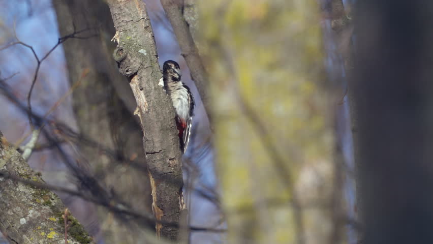 A Great Spotted Woodpecker (Dendrocopos major) sits on a tree branch and looks around. Close-up. Wildlife. Slow motion.	
