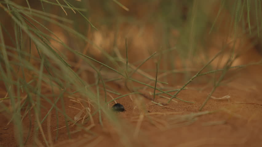 Small black desert beetle resting on red Sahara sand surrounded by dry grass blades and twigs in southern Morocco