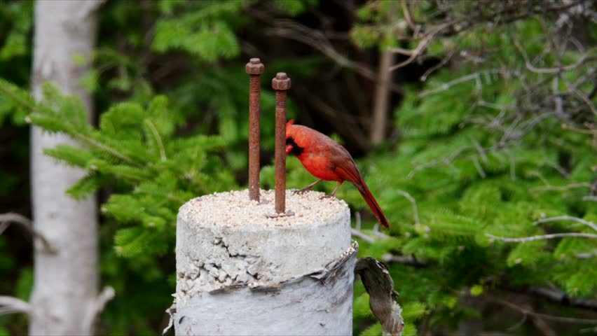 Close Up Red Northern Cardinal Sitting On Branch In Forest Nova Scotia Canada Early Spring Wildlife Scene Searching For Food Natural Habitat Slow Motion 4K