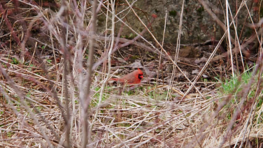 Male Northern Cardinal On Branch Early Spring In Nova Scotia Canada Close Up Red Bird In Forest Looking For Food Wildlife Nature Scene Slow Motion 4K