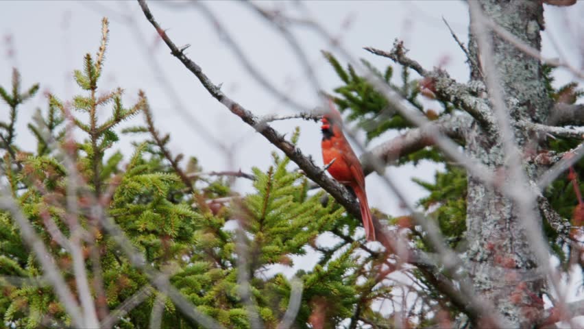 Northern Cardinal Red Bird Sitting On Forest Branch Nova Scotia Canada Close Up Wildlife Scene Searching For Food Natural Habitat Early Spring Slow Motion 4K 