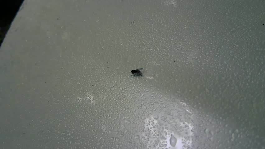 Close-up macro shot of a common fly resting on a wet surface covered in tiny water droplets