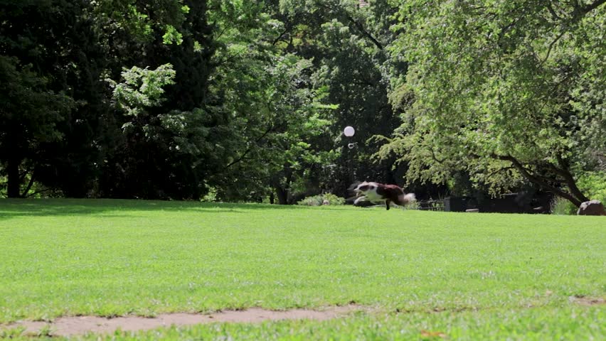 Spacious green grass lawn in a public city park with lush trees and an active border collie dog running in the background on a sunny day.