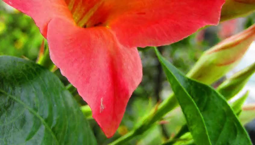 A giant Cana Lilly flower