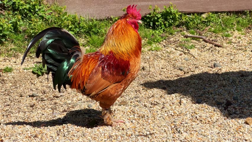 Colorful rooster with iridescent tail feathers standing on gravel in farmyard