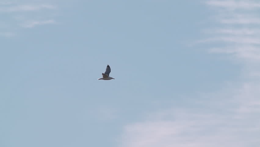A seagull (Laridae) in flight against a blue sky. Slow motion	