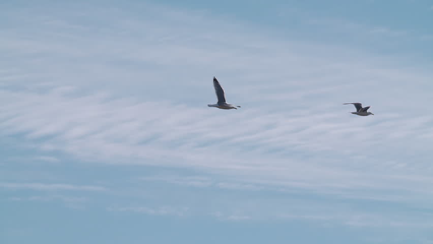A seagull (Laridae) in flight against a blue sky. Slow motion