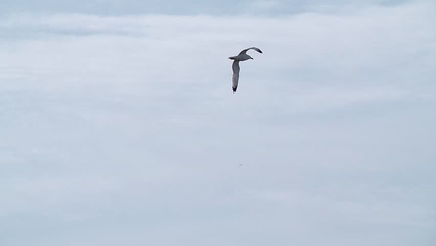 A seagull (Laridae) in flight against a blue sky. Slow motion