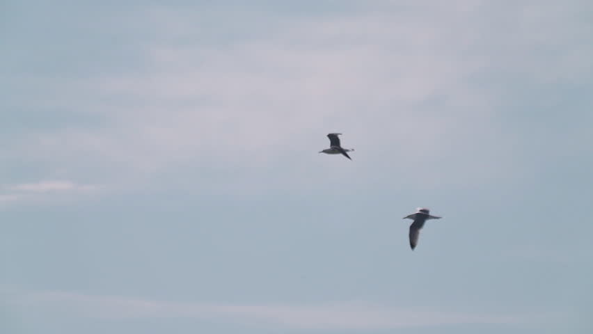 A seagulls (Laridae) in flight against a blue sky. Slow motion