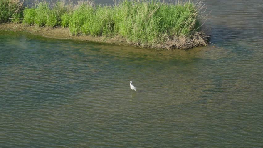 High Angle Shot of a White Egret Hunting in Geumgang River, Sejong City, South Korea