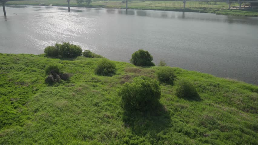 High Angle Shot of Young Green Trees Swaying by Geumgang River with Sparkling Sun Glint, Sejong, South Korea