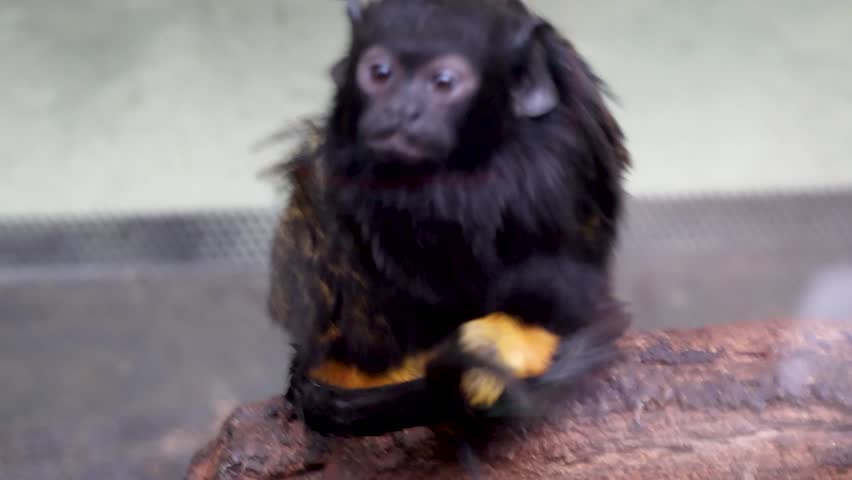 Close up of a wild red-handed tamarin monkey with golden paws sitting on a branch in a zoo, showing tongue and looking around. Editorial Use Only.