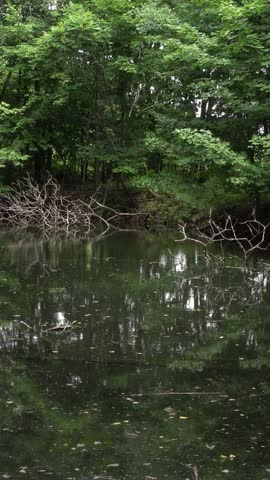 Vertical view of a calm pond reflecting lush green trees and fallen branches in a dense forest setting