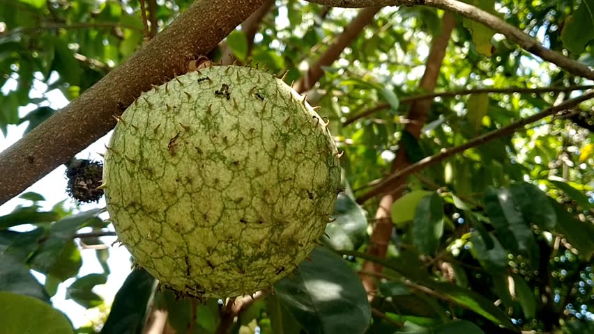 Fresh green Annona montana fruits or mountain soursop hanging on the tree branch